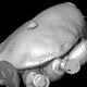 Illustration for article titled New imaging technology reveals a fossilized mite on top of a fossilized spider